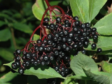 Бузина черная Ауреа (Sambucus nigra Aurea) С3 — Питомник Летний сад